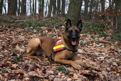 Le groupe canin de lu0027Administration des services de secours 