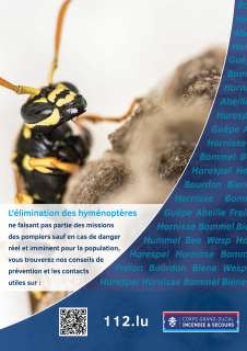 L'élimination des hyménoptères (guêpes, frelons, bourdons, abeilles...)